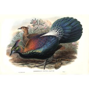 Gould - Asia 7 -  De l'Huys' Monal