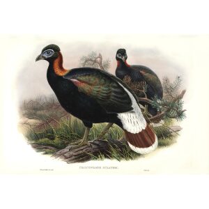 Gould - Asia 7 - Sclater's Monal
