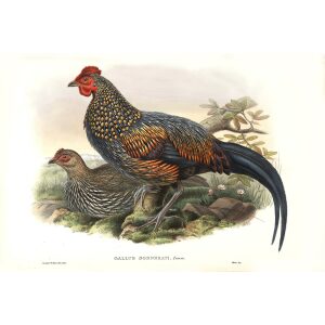 Gould - Asia 7 -  Sonnerat's Jungle-fowl