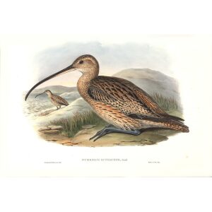 Gould - Asia 7 - Rufescent Curlew