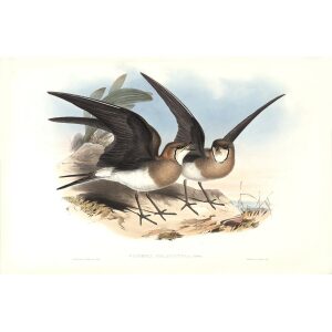 Gould - Asia 7 -  Black-winged Pratincole