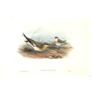 Gould - Asia 7 - Cinereous Pratincole