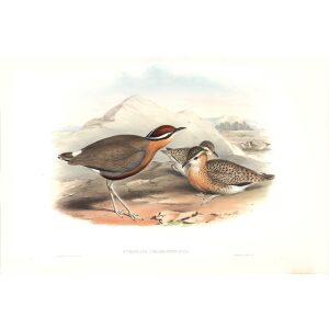 Gould - Asia 7 - Indian Courser