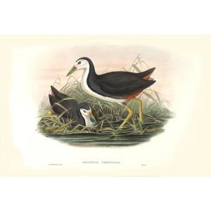 Gould - Asia 7 - White-breasted Water-horn
