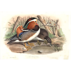 Gould - Asia 7 - Mandarin Duck