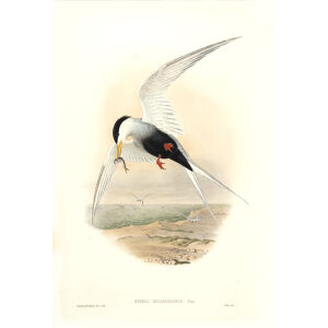 Gould - Asia 7 -  Black-bellied Tern