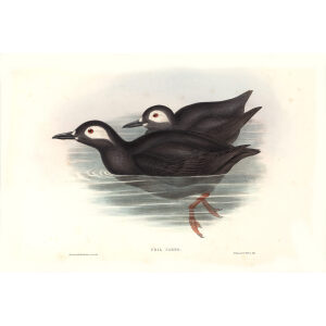 Gould - Asia 7 - Kurile Guillemot