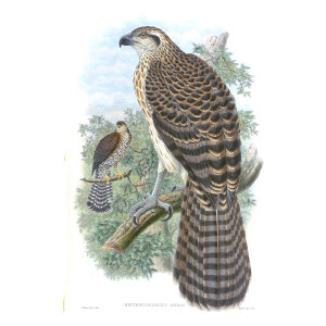 Gould New Guinea 1 02 Marquis Doria's Goshawk