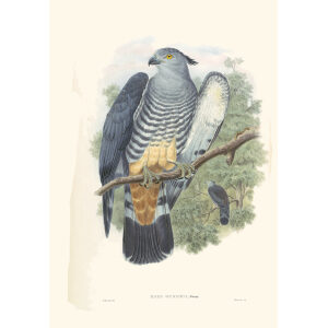 Gould New Guinea 1 04 Gurney's Cuckoo-Falcon