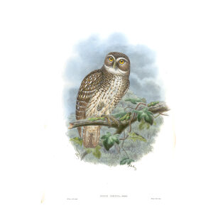 Gould New Guinea 1 05 New Britain Hawk-Owl
