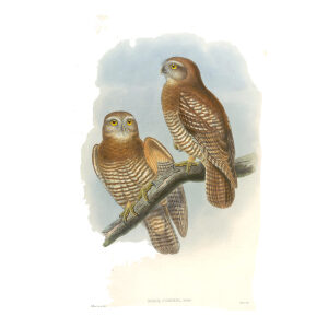 Gould New Guinea 1 06 Forbes Hawk-Owl