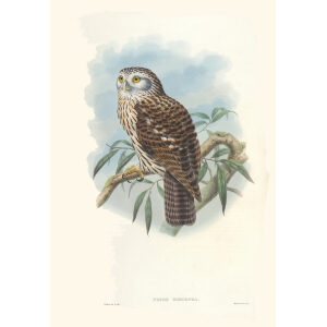 Gould New Guinea 1 07 Salvadori's Hawk-Owl