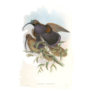 Gould Paradise 1 11 D'Albertis Bird of Paradise