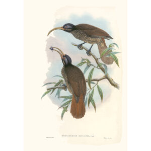 Gould New Guinea 1 12 Bruijn's Bird of Paradise