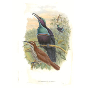 Gould Paradise 1 03 New-Guinea Rifle-Bird