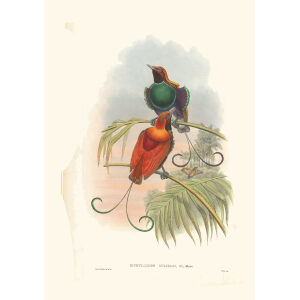 Gould New Guinea 1 21 Waigiou Bird of Paradise