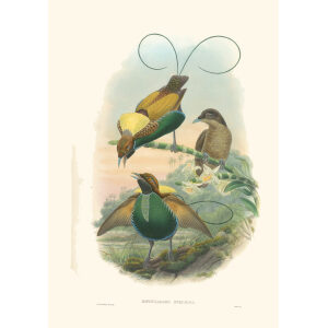 Gould New Guinea 1 22 Magnificent Bird of Paradise