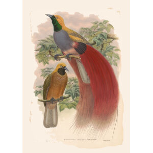 Gould Paradise 1 24 Grey-chested Bird of Paradise