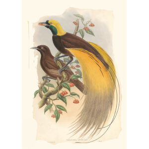 Gould New Guinea 1 30 Greater Bird of Paradise
