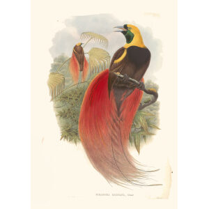 Gould Paradise 1 21  Marquis de Raggi's Bird of Paradise