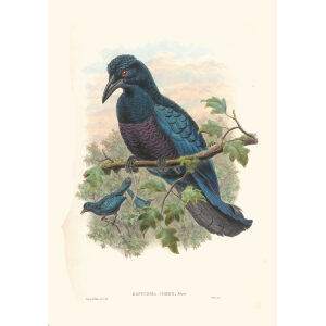 Gould New Guinea 1 33 Curl-crested Manucode