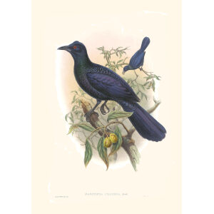 Gould New Guinea 1 34 New Guinea - Green Manucode