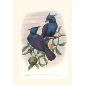 Gould New Guinea 1 35 Purple-and-Violet Manucode