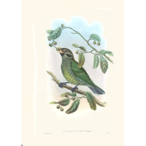 Gould New Guinea 1 38 Queensland Cat-bird