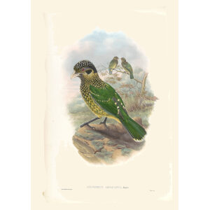 Gould New Guinea 1 40 Arfak Cat-bird