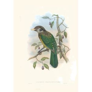 Gould New Guinea 1 42 Black-naped Cat-bird
