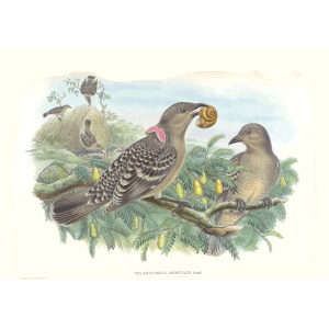 Gould New Guinea 1 44 Queensland Bower-bird