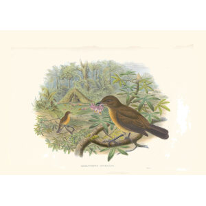 Gould New Guinea 1 46 Gardener Bower-bird