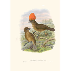 Gould New Guinea 1 47 Orange-crested Bower-bird