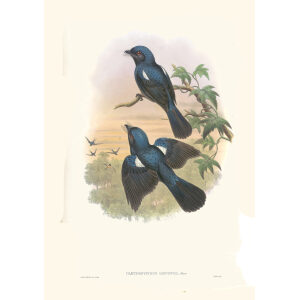 Gould New Guinea 1 50 Arfak Drongo