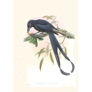 New-Ireland Drongo John Gould Birds of New Guina incl Birds of Paradise. Giclee Print