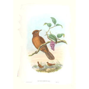 Gould New Guinea 1 55 Jobi-Island Wood Shrike