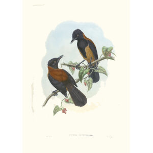 Gould New Guinea 1 56 Aru-Island Wood Shrike
