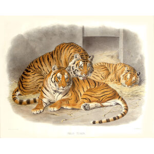 Felis Tigris. Tiger. Daniel Giraud Elliot. A Monograph of the Felidae or Family of Cats. Museum quality giclee print.