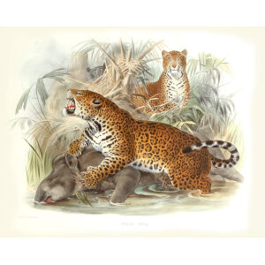 Felic Onca. Jaguar. Daniel Giraud Elliot. A Monograph of the Felidae or Family of Cats. Museum quality giclee print.