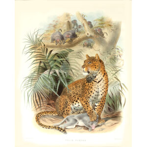 Felis Pardus. Panther or Leopard. Daniel Giraud Elliot. A Monograph of the Felidae or Family of Cats. Museum quality giclee print.