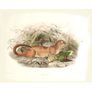 Felis Eyra. Daniel Giraud Elliot. A Monograph of the Felidae or Family of Cats. Museum quality giclee print.