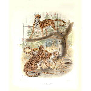 Felis Tigrina. Margay. Daniel Giraud Elliot. A Monograph of the Felidae or Family of Cats. Museum quality giclee print.