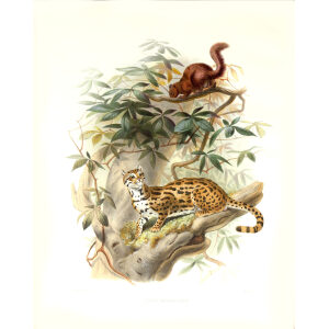 Felis Bengalensis. Bengal Leopard Cat. Daniel Giraud Elliot. A Monograph of the Felidae or Family of Cats. Museum quality giclee print.