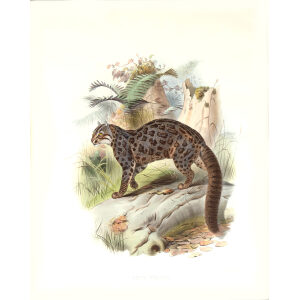 Felis Tristis. Fontanier's Spotted Cat. Daniel Giraud Elliot. A Monograph of the Felidae or Family of Cats. Museum quality giclee print.