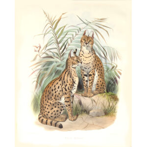 Felis Serval. Daniel Giraud Elliot. A Monograph of the Felidae or Family of Cats. Museum quality giclee print.
