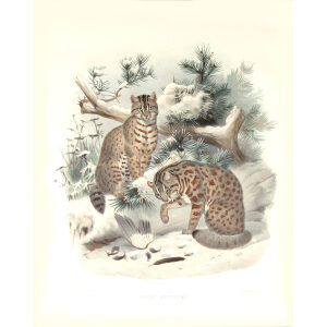 Felis Euptilura. Bushy Tailed Red Spotted Cat. Daniel Giraud Elliot. A Monograph of the Felidae or Family of Cats. Museum quality giclee print.