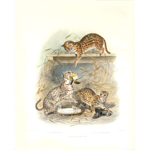Felis Javanensis. Little Red spotted Cat. Daniel Giraud Elliot. A Monograph of the Felidae or Family of Cats. Museum quality giclee print.
