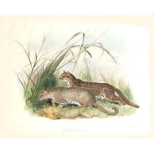 Felis Rubiginosa. Rubiginous Cat. Daniel Giraud Elliot. A Monograph of the Felidae or Family of Cats. Museum quality giclee print.
