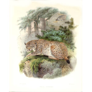 Felis Cervaria. Siberian Lynx. Daniel Giraud Elliot. A Monograph of the Felidae or Family of Cats. Museum quality giclee print.