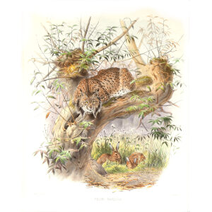Felis Pardina. Spanish Lynx. Daniel Giraud Elliot. A Monograph of the Felidae or Family of Cats. Museum quality giclee print.
